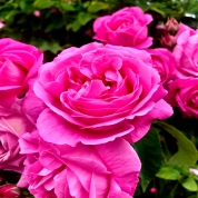 2020 pink rose